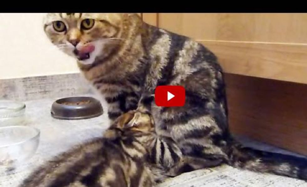 The Most Adorable Food Chain! This Cat Mom Has no Breaks!