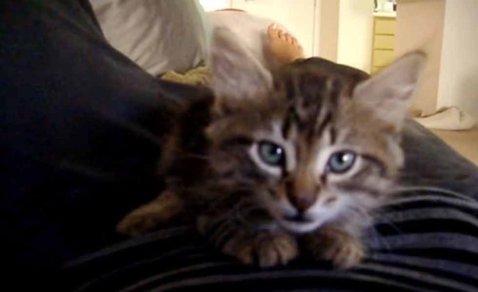 Bella the Maine Coon Kitten Squeaks for Love