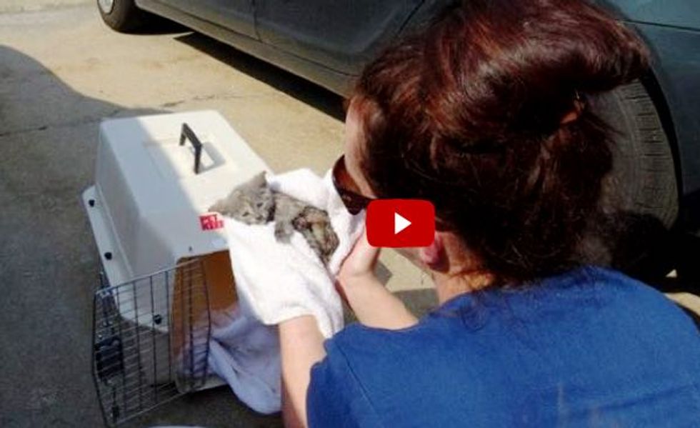 Incredible Raw Footage of Kitten Freed from Drain Pipe by Firefighters.