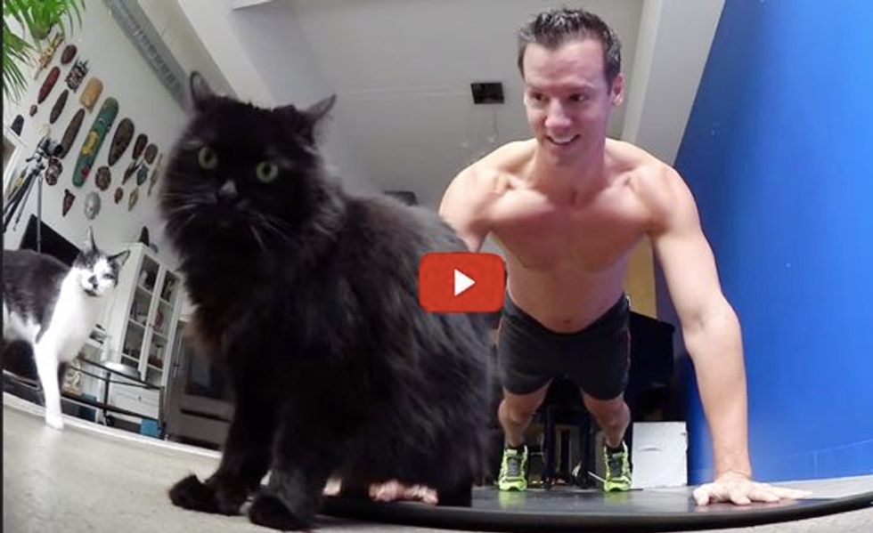 Why Do Cats Love to Get in the Way During Exercise? Well Now We Know!