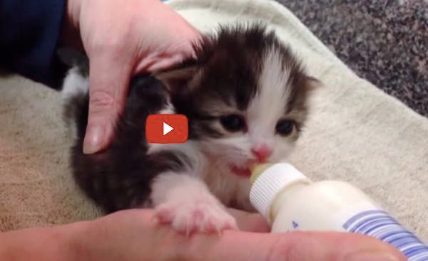 Bottle feeding 2 sales week old kittens