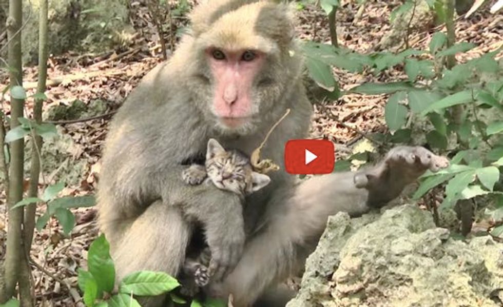 Man Teams Up with a Monkey Saving Abandoned Kittens