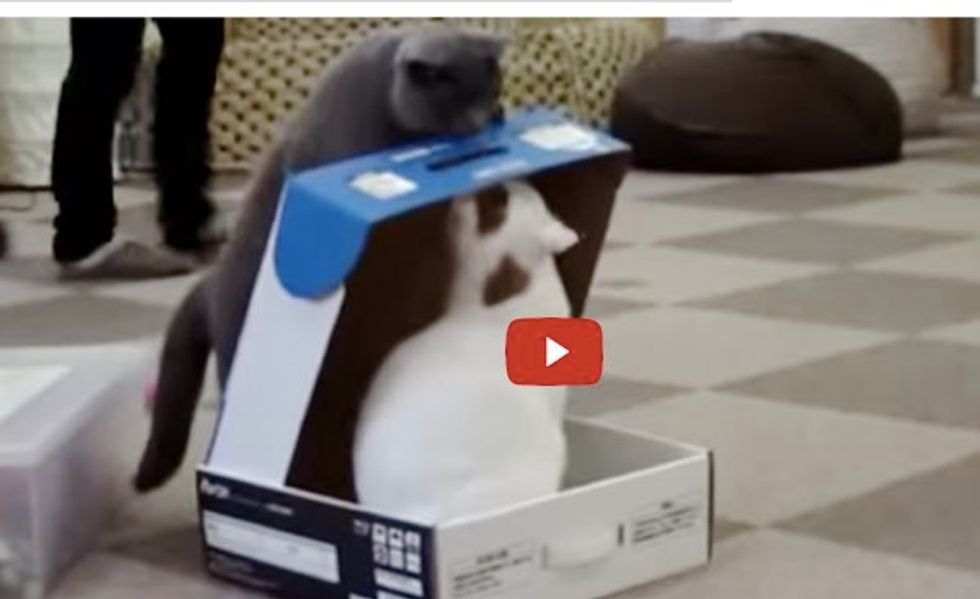 When this Cat Finds Another Kitty Sitting in a Purrfect Cat Trap...