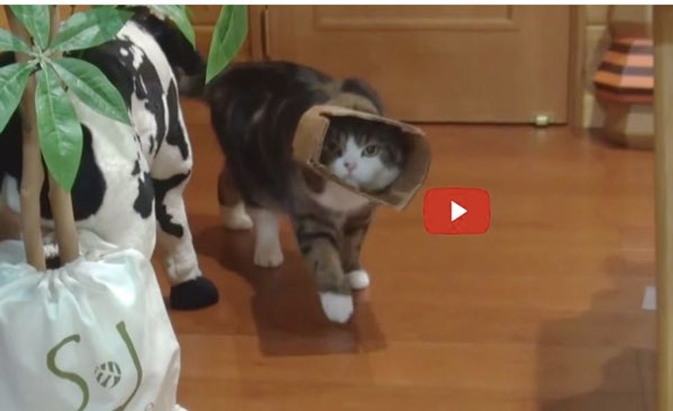 Maru the Box Cat Develops New Walking Style. Hana's Reaction is Priceless!