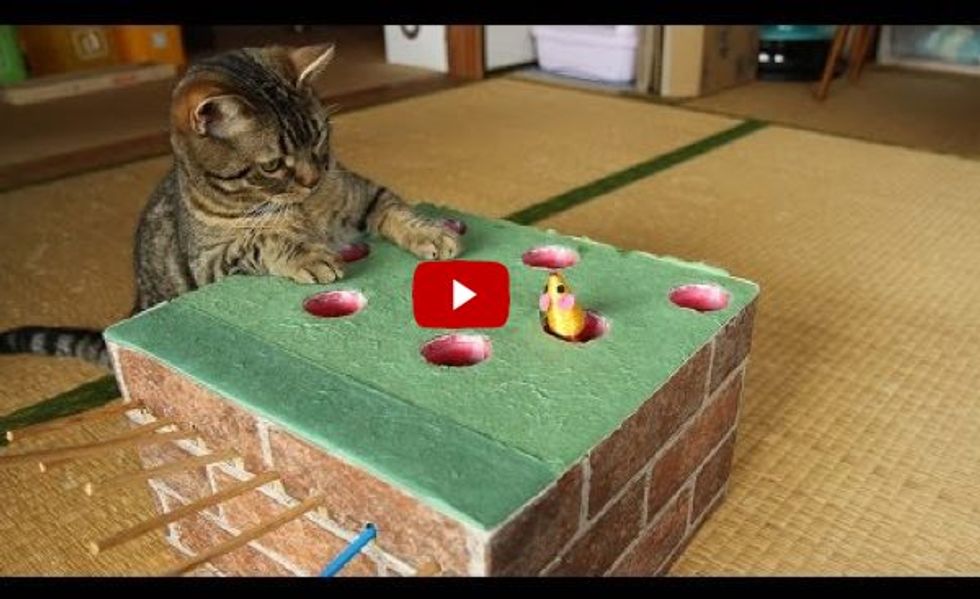 Cats Trying Out a Home-made Whack-a-Mole! This is Brilliant!