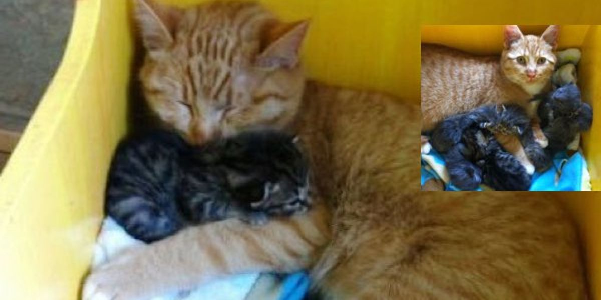 Male Cat With Special Needs Nurtures Litter of Orphaned Kittens Love Meow