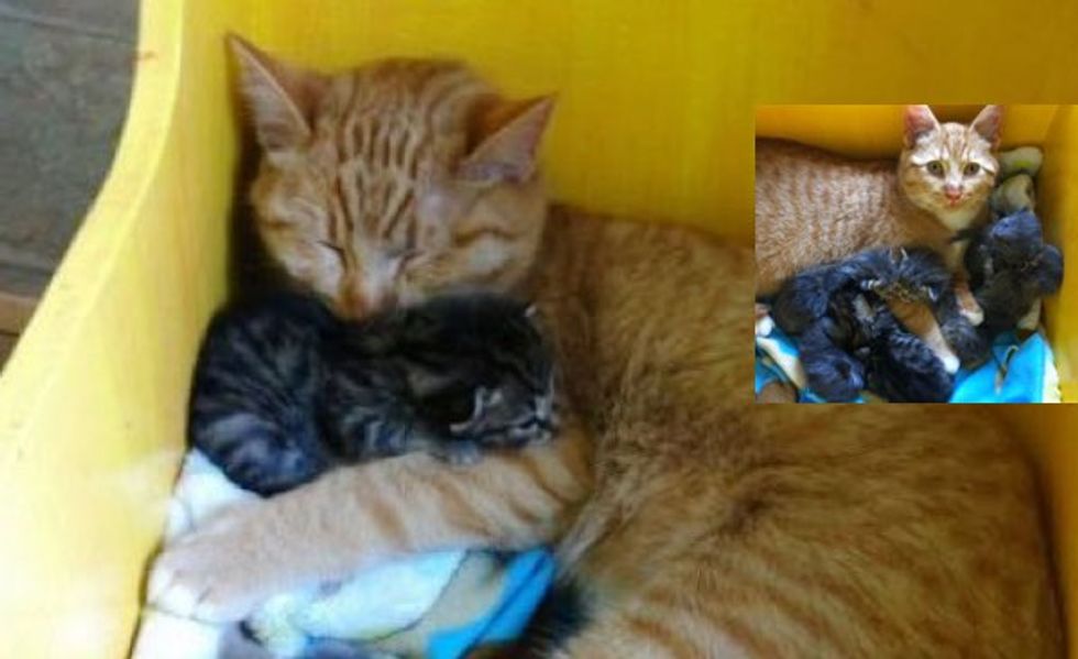 Male Cat With Special Needs Nurtures Litter of Orphaned Kittens