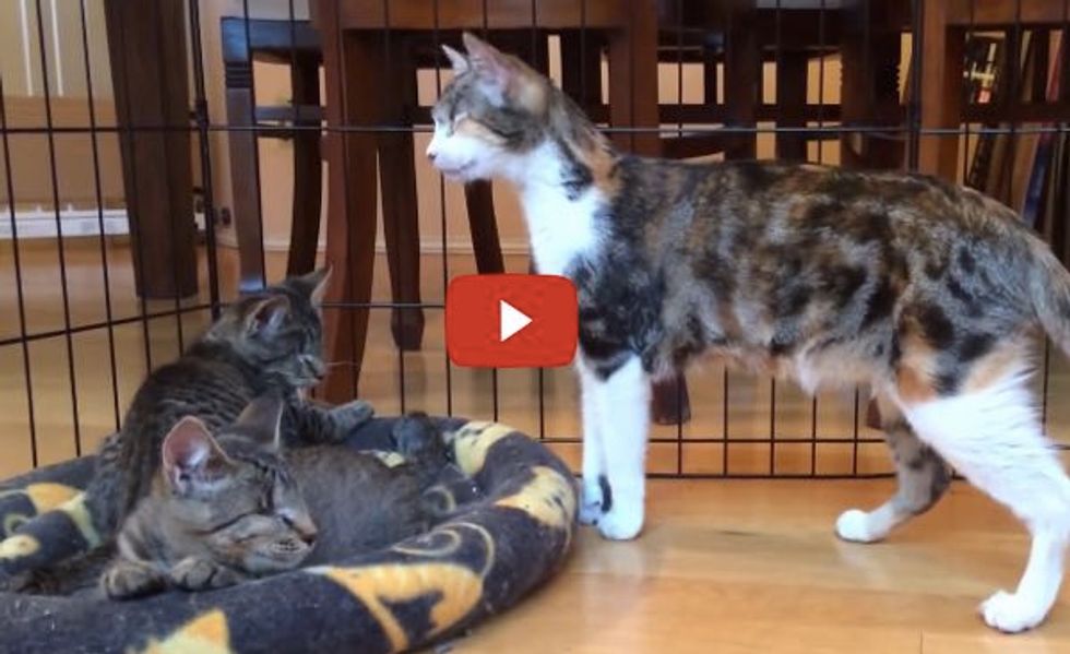 Honey Bee the Blind Cat Mentors 2 Blind Kittens How to Be a Blind Cat