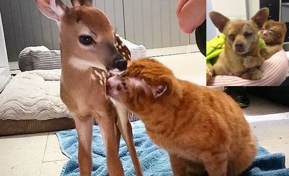 Brave Cat Saved from Fire Gives Other Animals in Need Comfort and Love