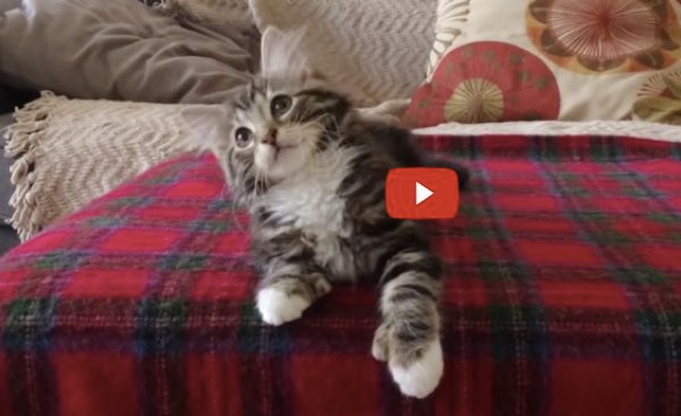 Uptown "Kitty" Funk! (adorable kitten dancing to Mark Ronson & Bruno Mars - Uptown Funk)