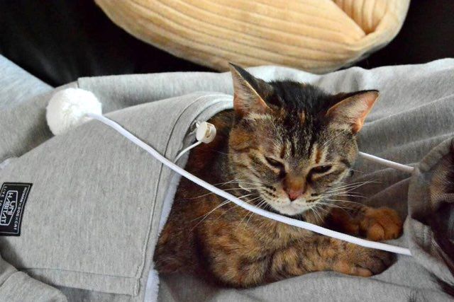 Hoodie with a pocket for best sale your cat