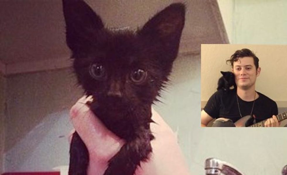 These Musicians Rescue and Care for an Abandoned Kitten While on Tour. Meet Lil Trucker!