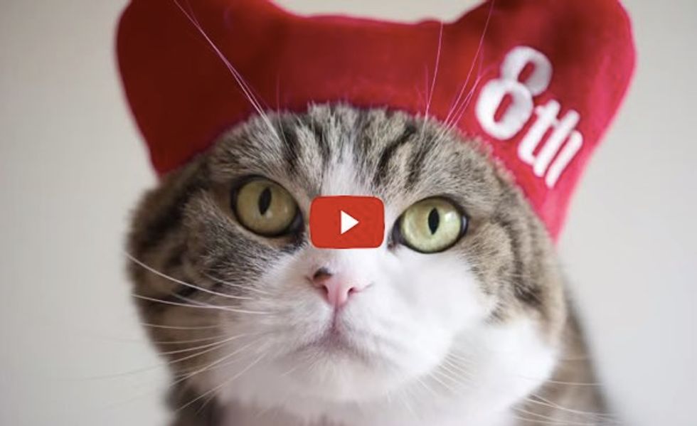 Maru Turns 8!