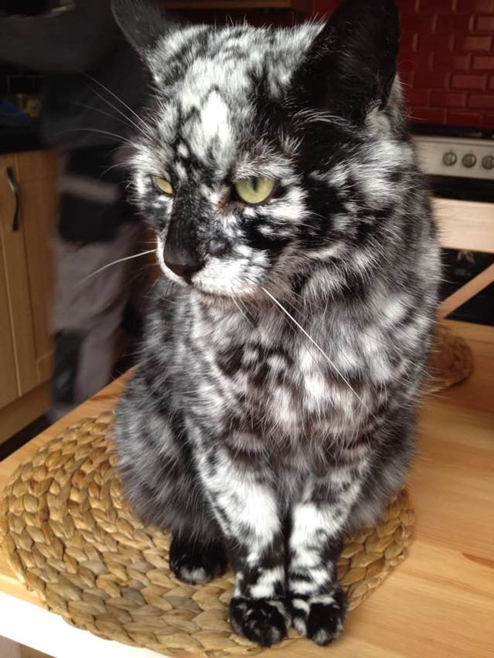 Scrappy Born A Black Cat Now Turning White Due To Vitiligo Love Meow