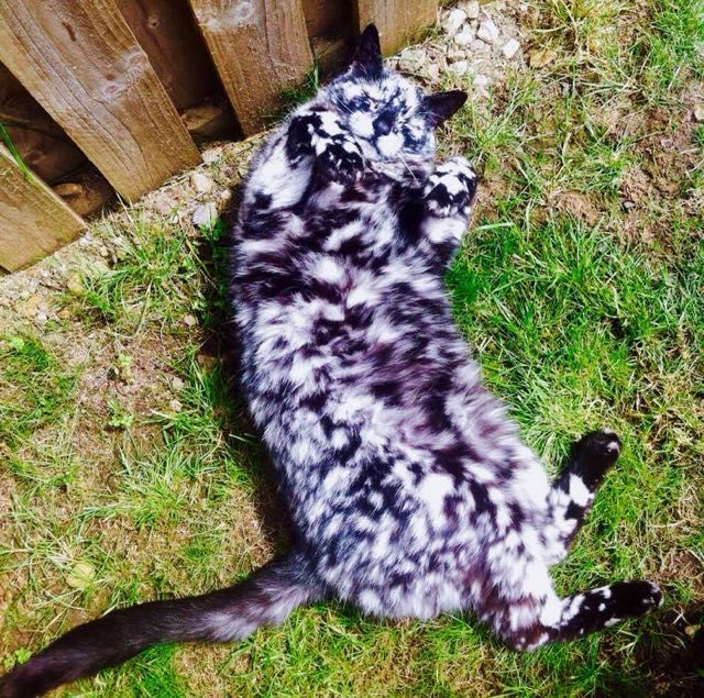 black cat fur turning white