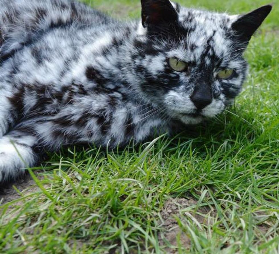 Scrappy Born A Black Cat Now Turning White Due To Vitiligo Love Meow