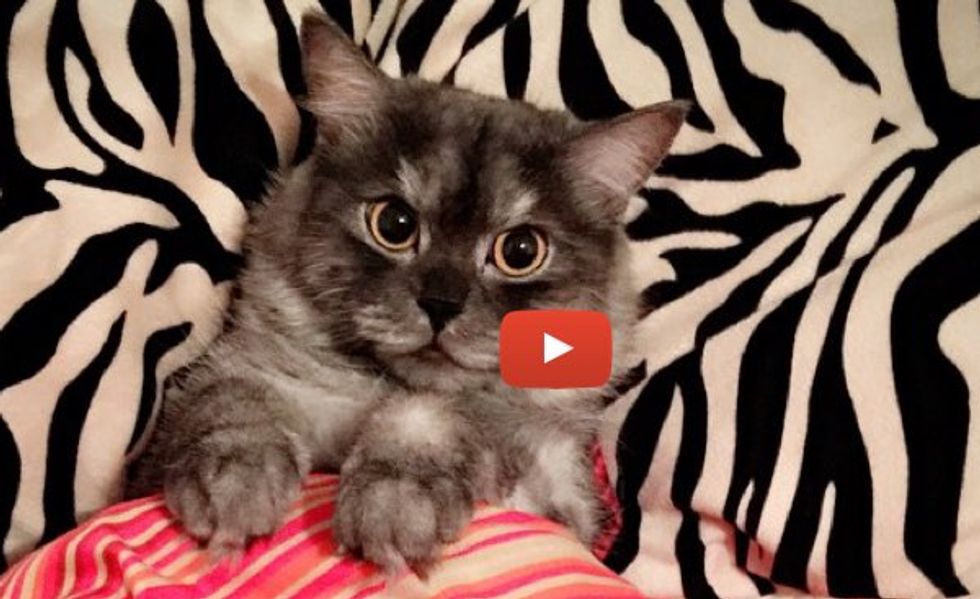 This Cat Runs to the Sink the Minute Her Human Turns on the Faucet!