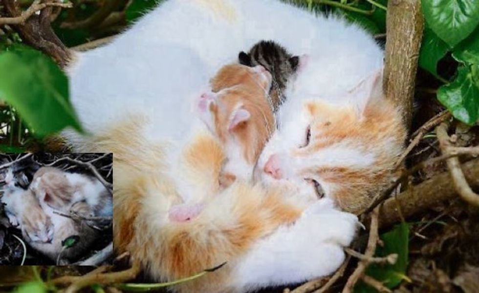 A Couple Find Furry Surprise in Birds' Nest