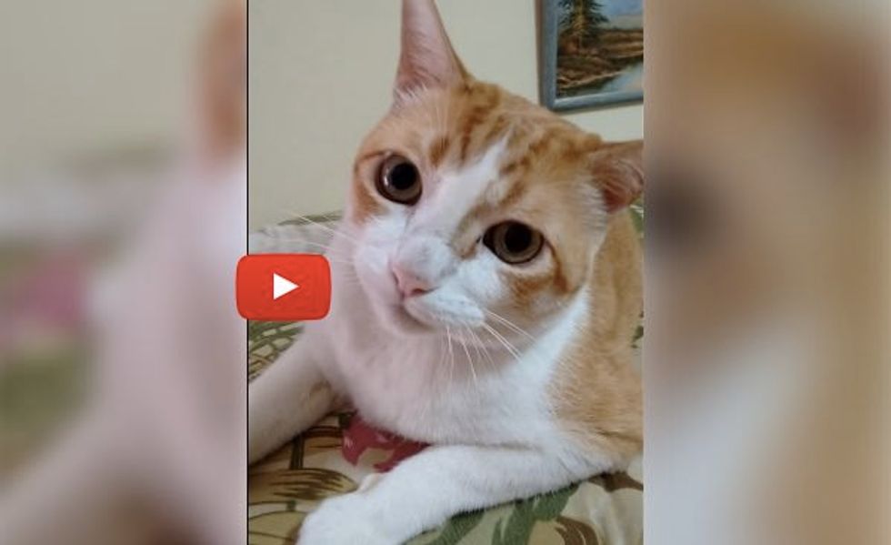 Chaninho the Cat Sings Duet with His Human! He's Happy and He Sure Knows It!