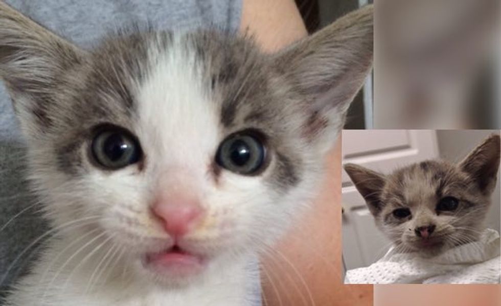 Kitten Saved from Under a Truck at Traffic Light. The Difference in One Week!