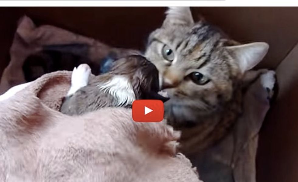 Momma Cat Hears a Baby Pup Crying. Her Reaction is Just Precious!