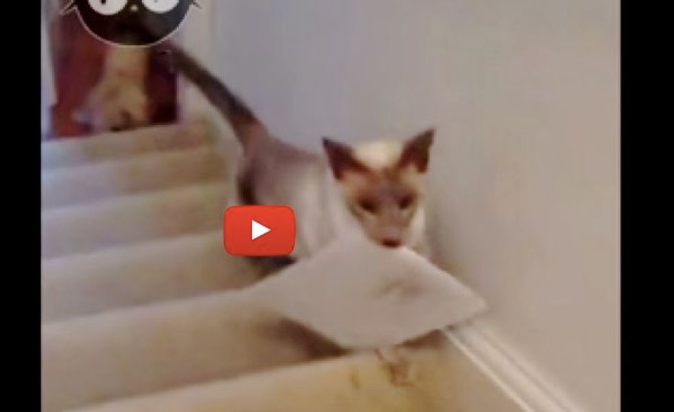 Frankie the Cat Gets Mail for His Human Mom Every Day!