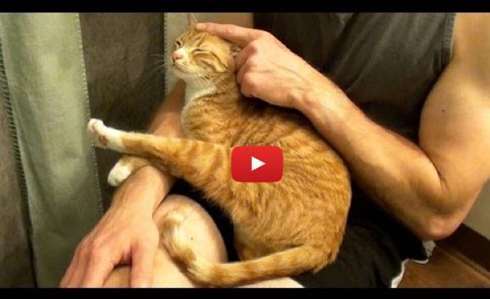 Marmalade the Cat Doesn't Like Hugs Unless This Happens...