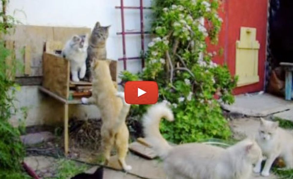 Man Turns His Home into Haven for Feral Cats and Tames Them for Chance at Better Life