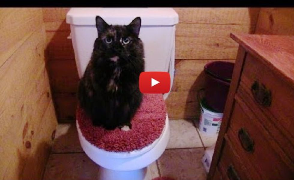 This is Why the Human Can Never Use the Bathroom Alone! Can You Relate?