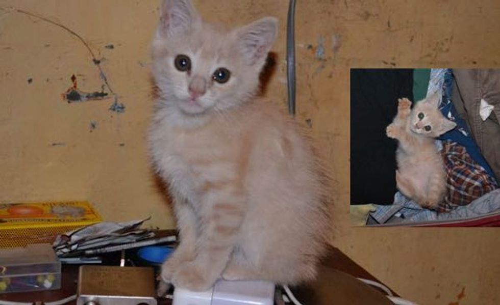 A Kitten Rescued from a Slum in Kenya, His Journey Then and Now!