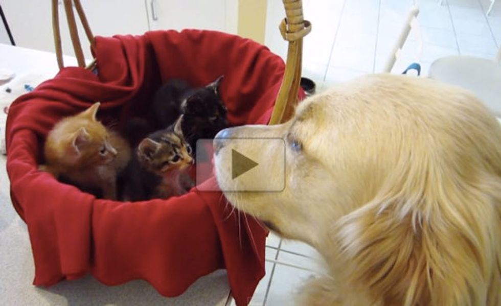 These Three Kittens Never Had a Dad Until They Met a Golden Retriever Dog