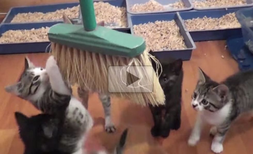 This is Why They Rarely Sweep with All These Kittens in the House!