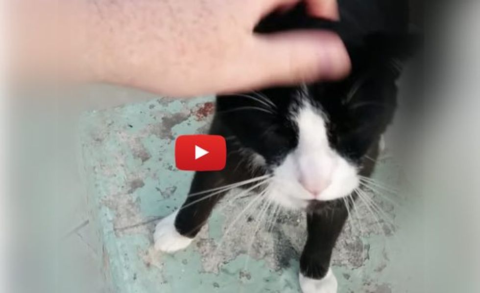 This is Dude the Cat Running to Greet His Dad, Telling Him All About His Day