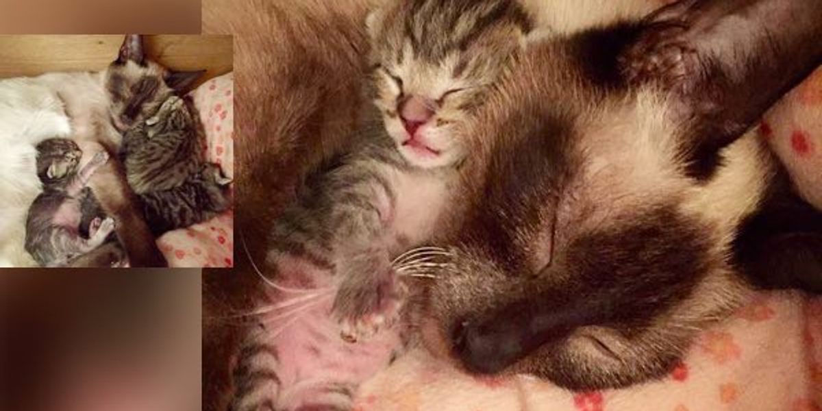 Rescue Siamese Cat Gives Birth to Four All Stripey Tabbies! Love Meow