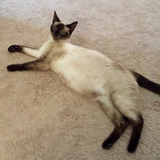 how long are siamese cats pregnant