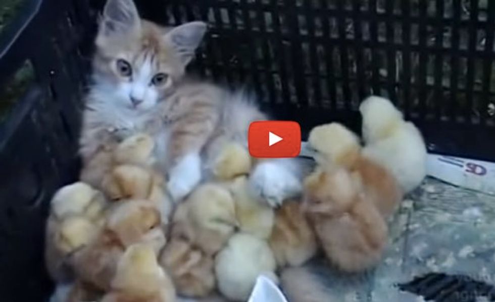 Ginger Kitten Adopts Little Chirpy Chicks. It's a Big Ginger Family!