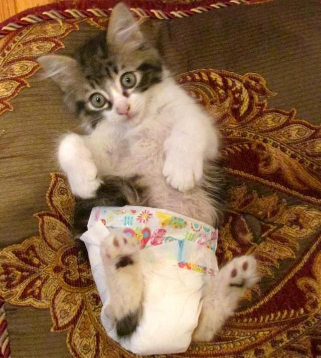 Cats 2024 wearing diapers