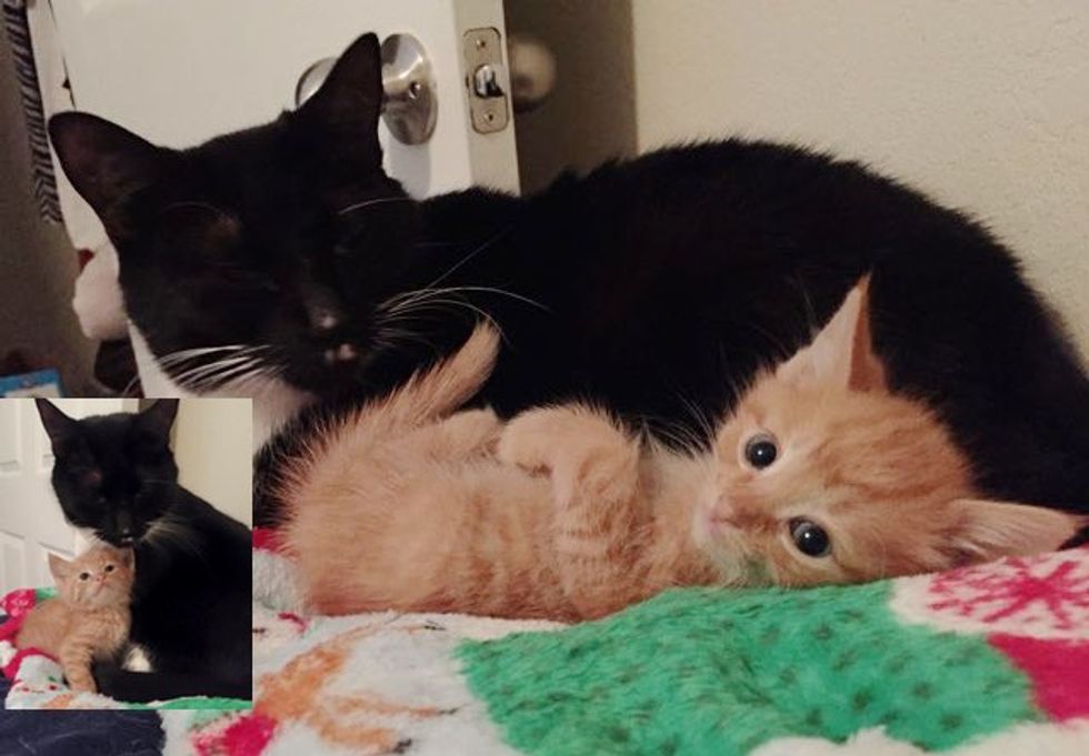 This Ginger Kitten Has a Mom But Found Another Mama at His Foster Home...