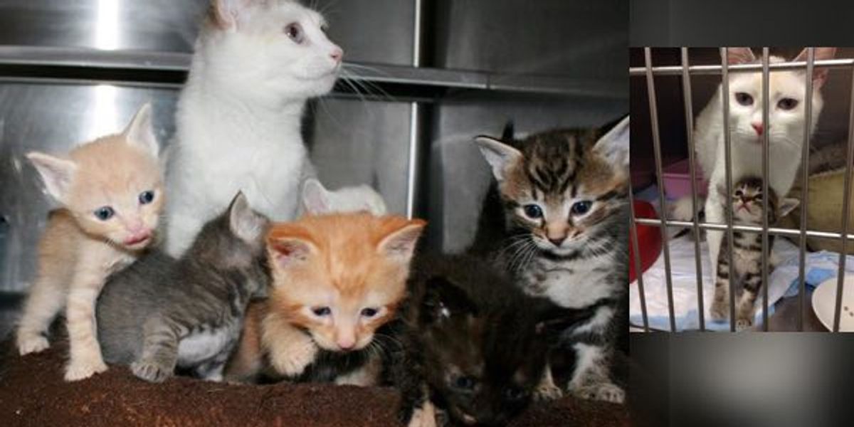 Rescue Stray Cat Gave Birth to Three Kittens But Ended Up with Six
