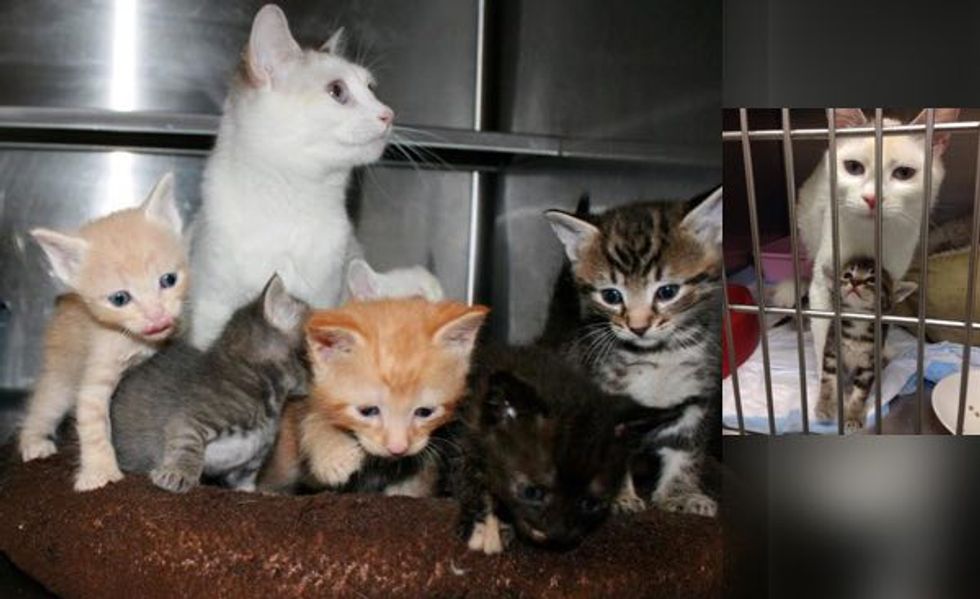 Rescue Stray Cat Gave Birth to Three Kittens But Ended Up with Six Babies!