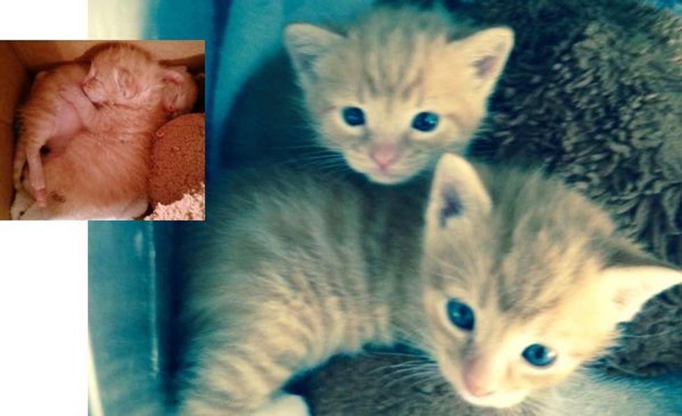 Wounded Cat Mom Hung on Long Enough to Ensure Her Babies Lived! Meet These Two Miracle Kittens!