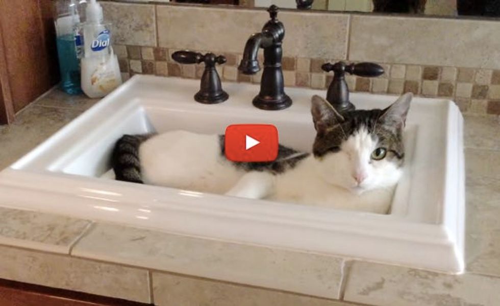Mick the One-eyed Cat No Longer Needs His Humans to Get a Drink of Water.