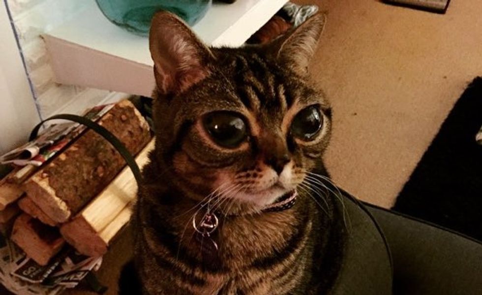 Cat with a Pair of Mysteriously Big Eyes