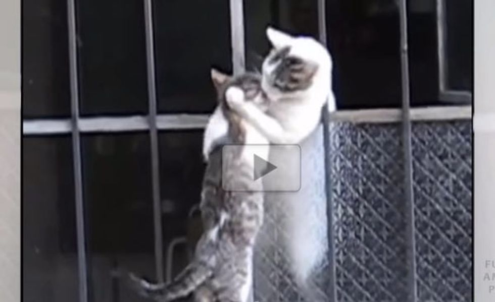 Mother Cat Helps Her Kitten Climb Back Inside the House