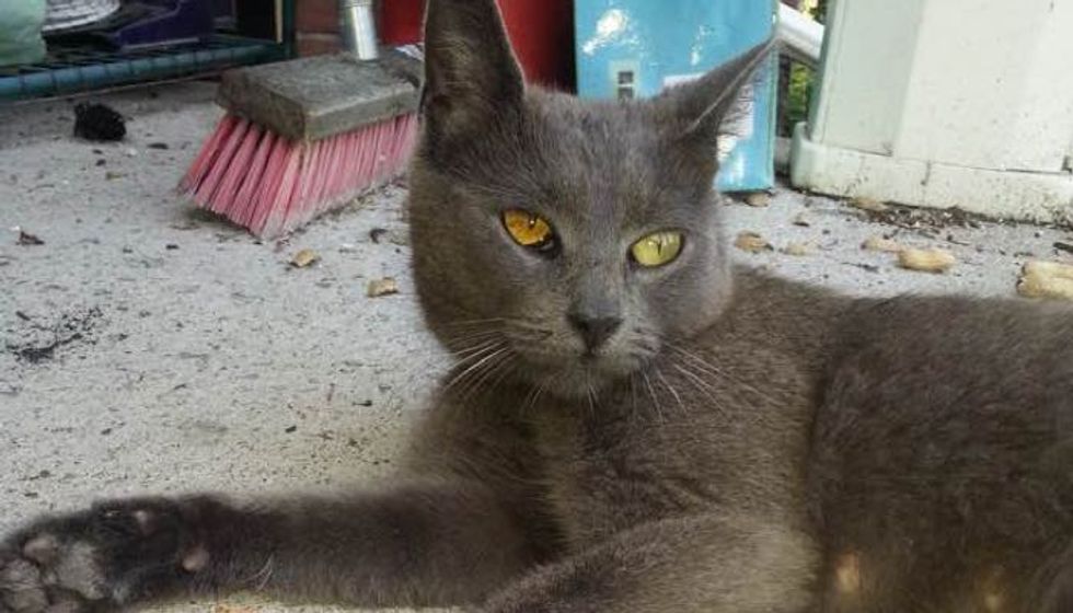 Stray Cat Befriends Family and Leads Them to Her Place with Furry Surprises!