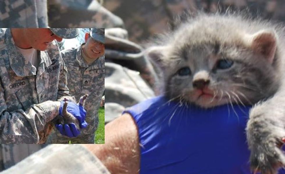Heroic Rescue of Little Kitten "Cobra" from Helicopter