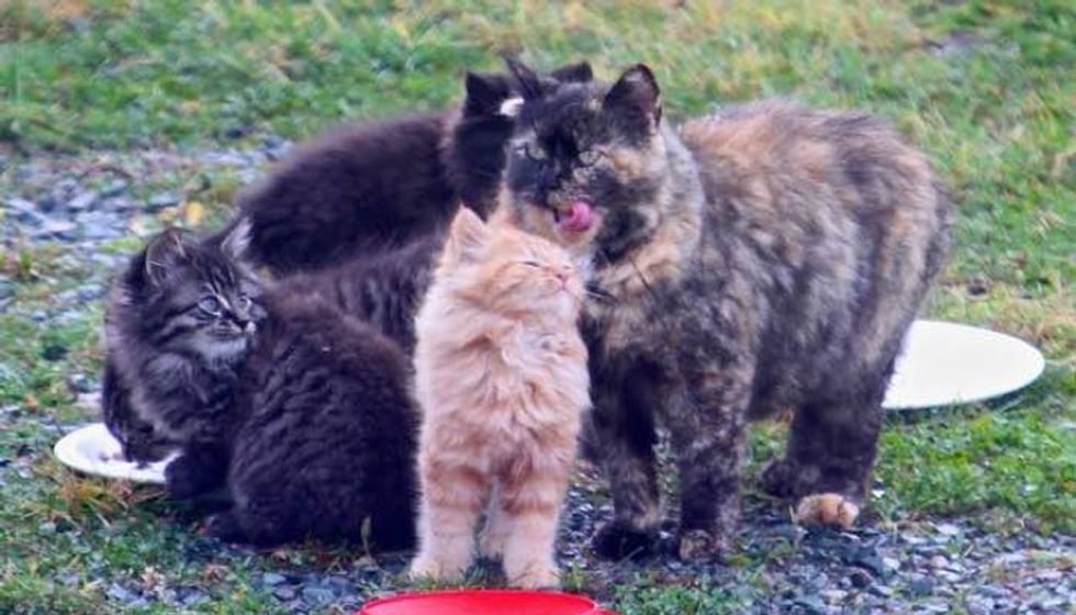 It Took This Man Months to Save Four Feral Kittens and Their Mama Cat