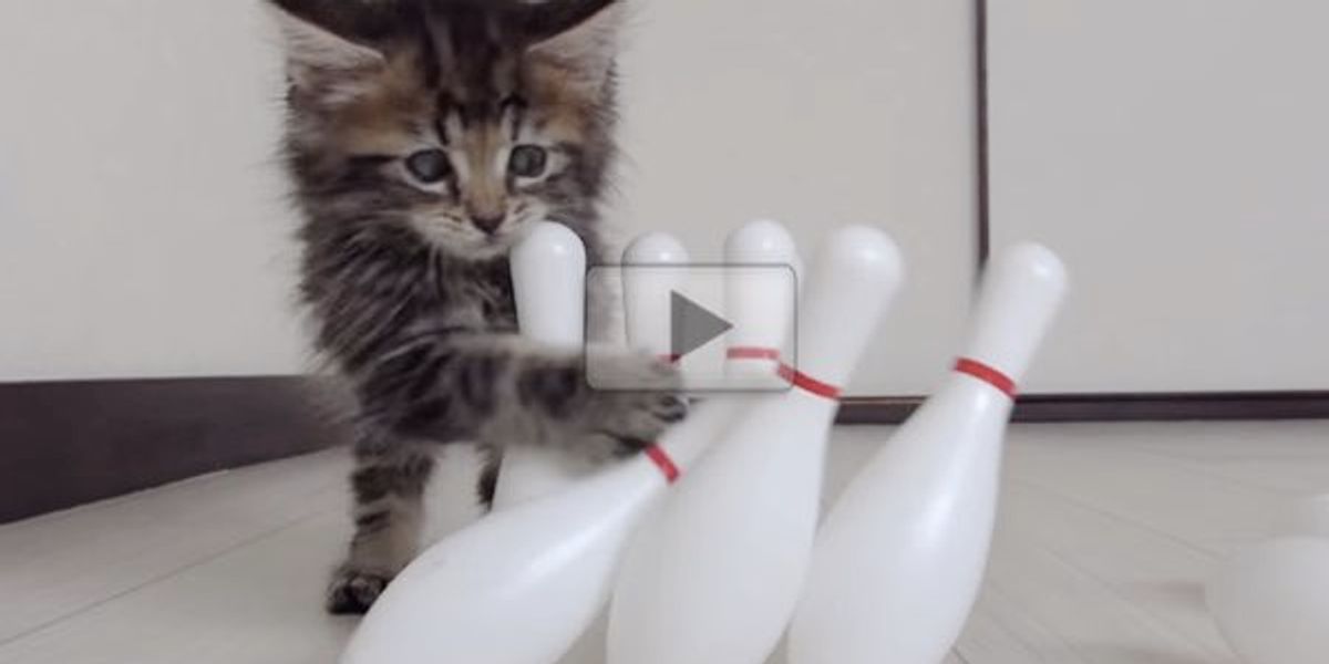 I Have Never Seen a Kitty Enjoy Bowling Quite Like This! Love Meow