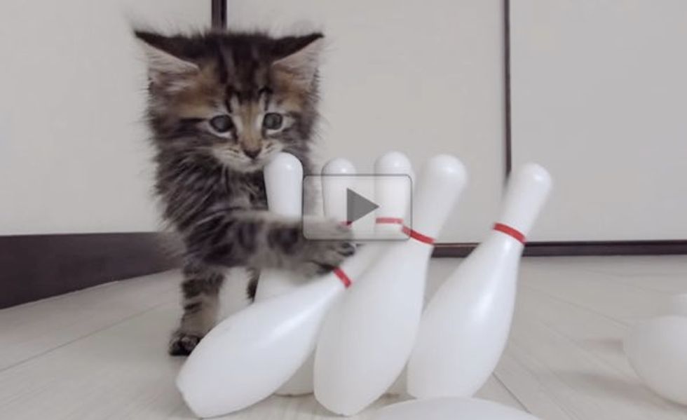 I Have Never Seen a Kitty Enjoy Bowling Quite Like This!