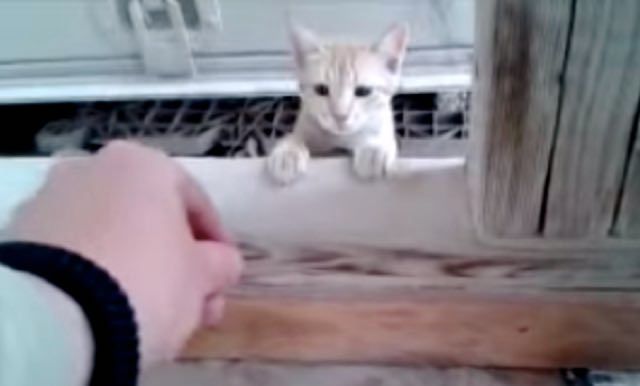 what to feed a stray kitten